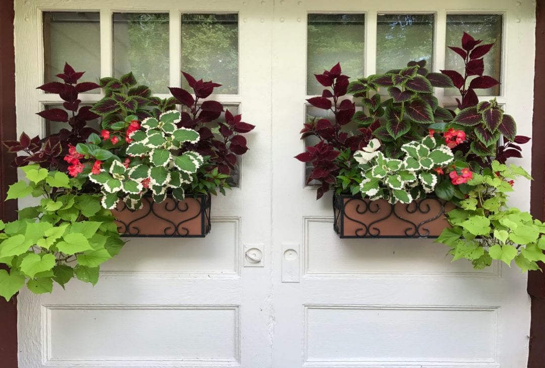 Planter / Window Boxes