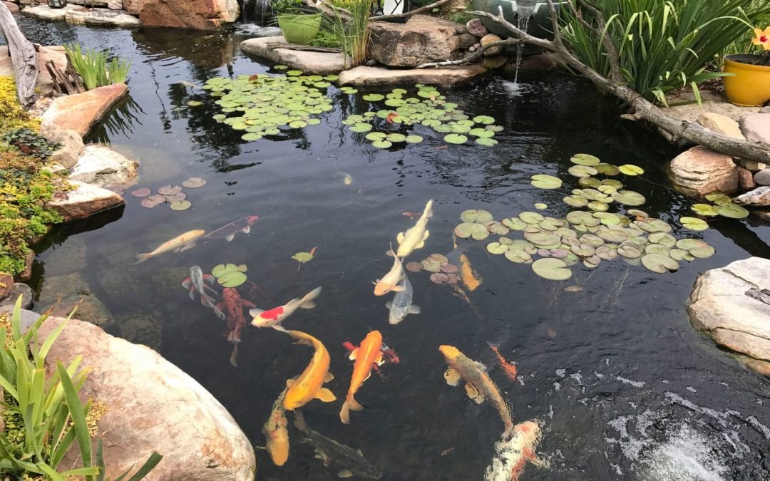 Ponds